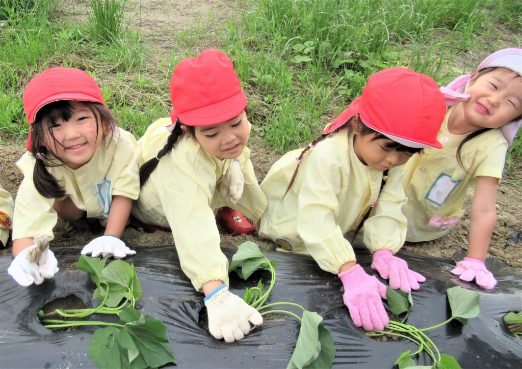 さつまいもの苗植え（年中）