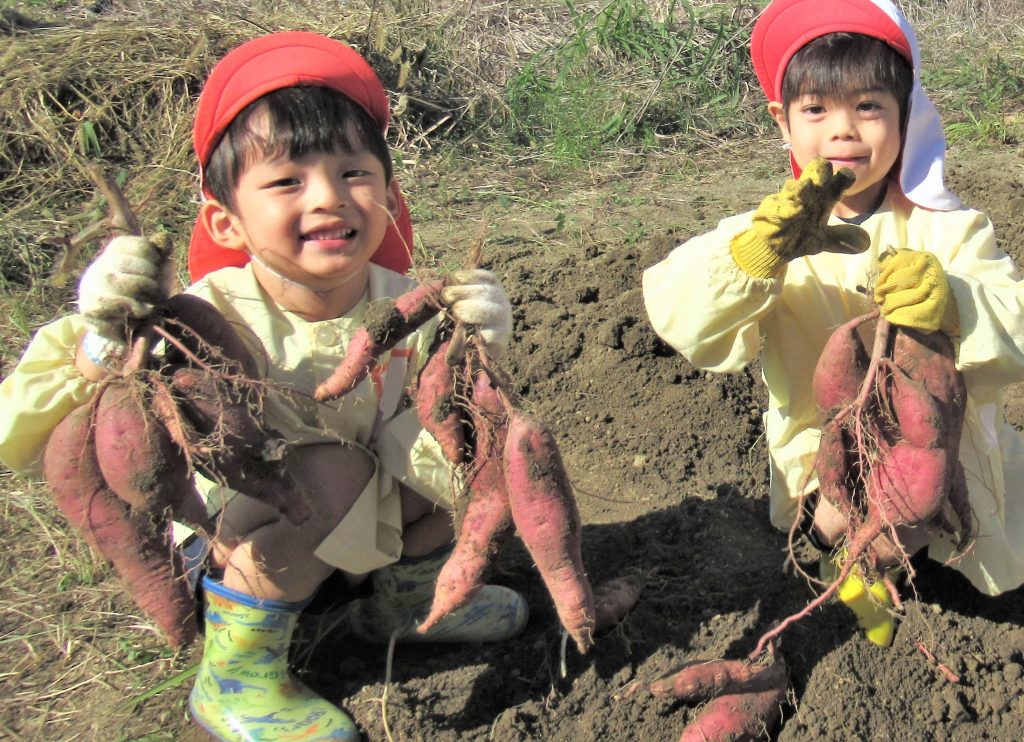 さつまいもほり（年中）🍠