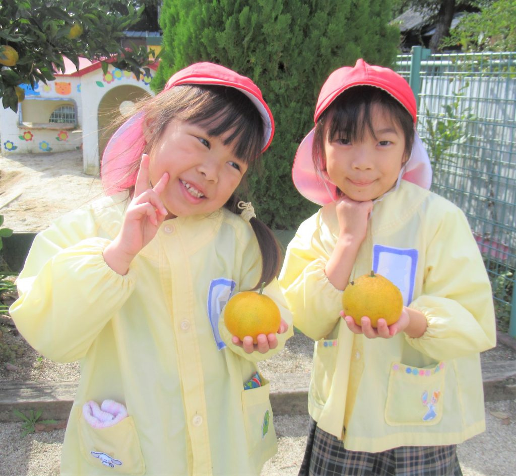 みかん🍊の収穫（年長）11/4